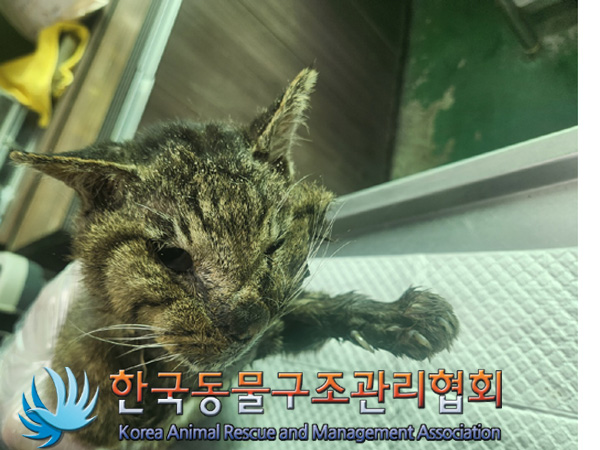 한국동물구조관리협회_441382202400775